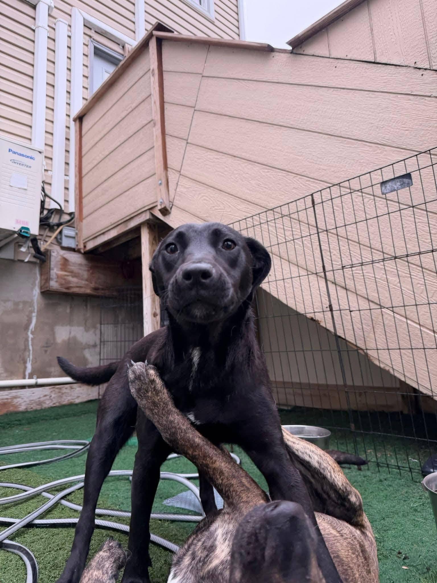 Enlarge Maggie, a ADOPTABLE mixed breed in Bethlehem, PA image 6/6
