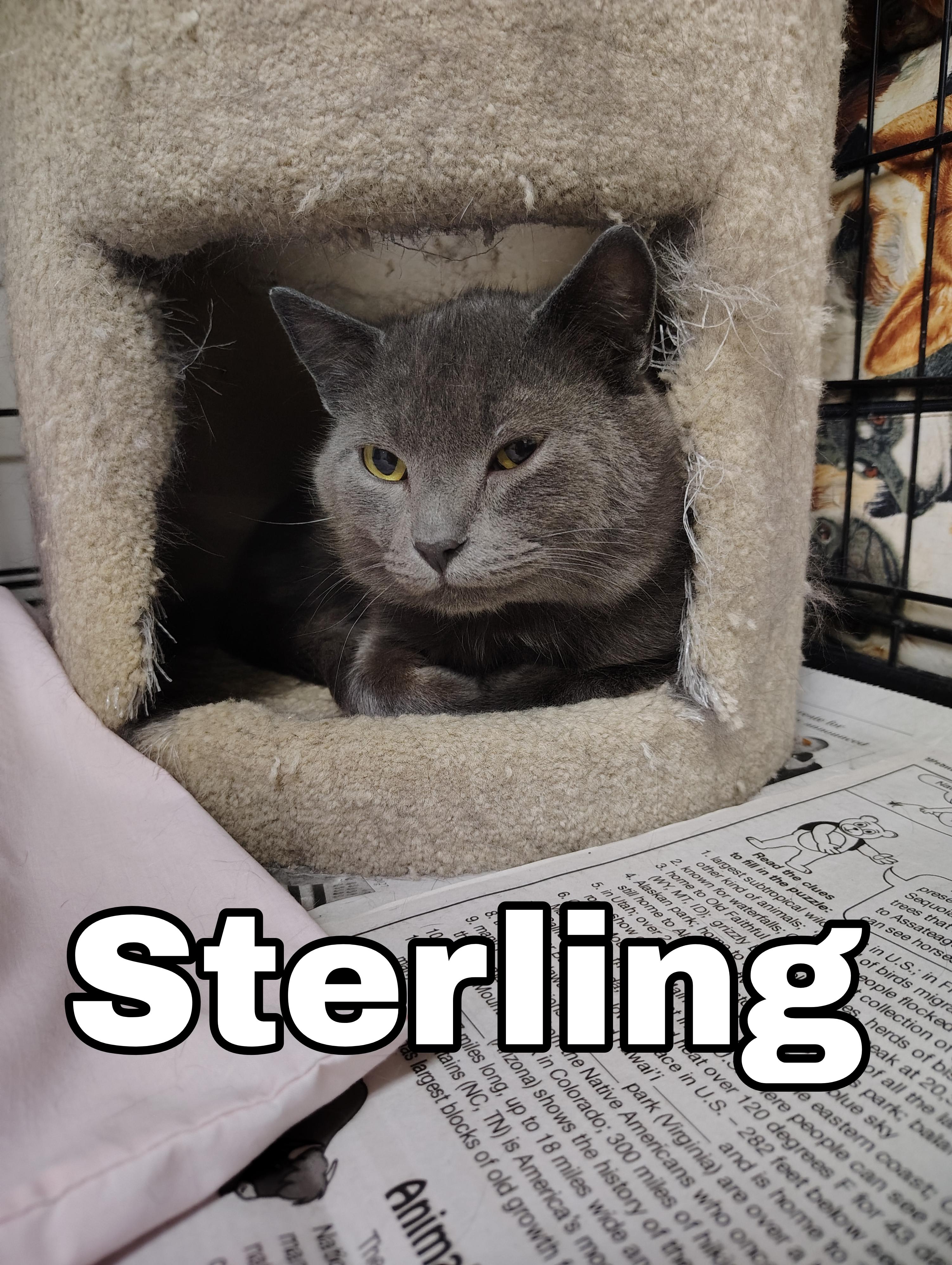 Sterling, ADOPTABLE, Adult Male Domestic Short Hair.