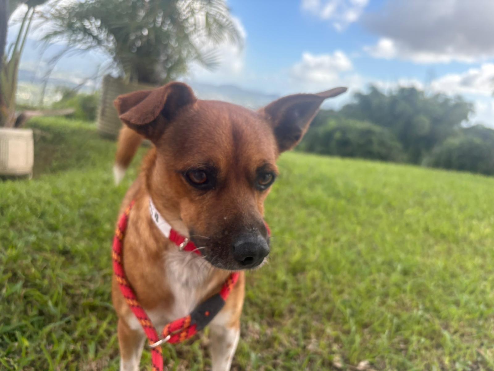 Samy, a Adoptable mixed breed in Lutherville, MD image 2/6