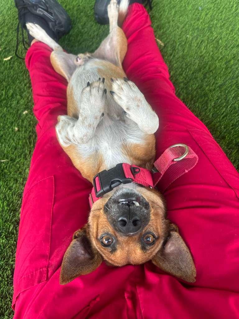 Samy, a Adoptable mixed breed in Lutherville, MD image 4/6