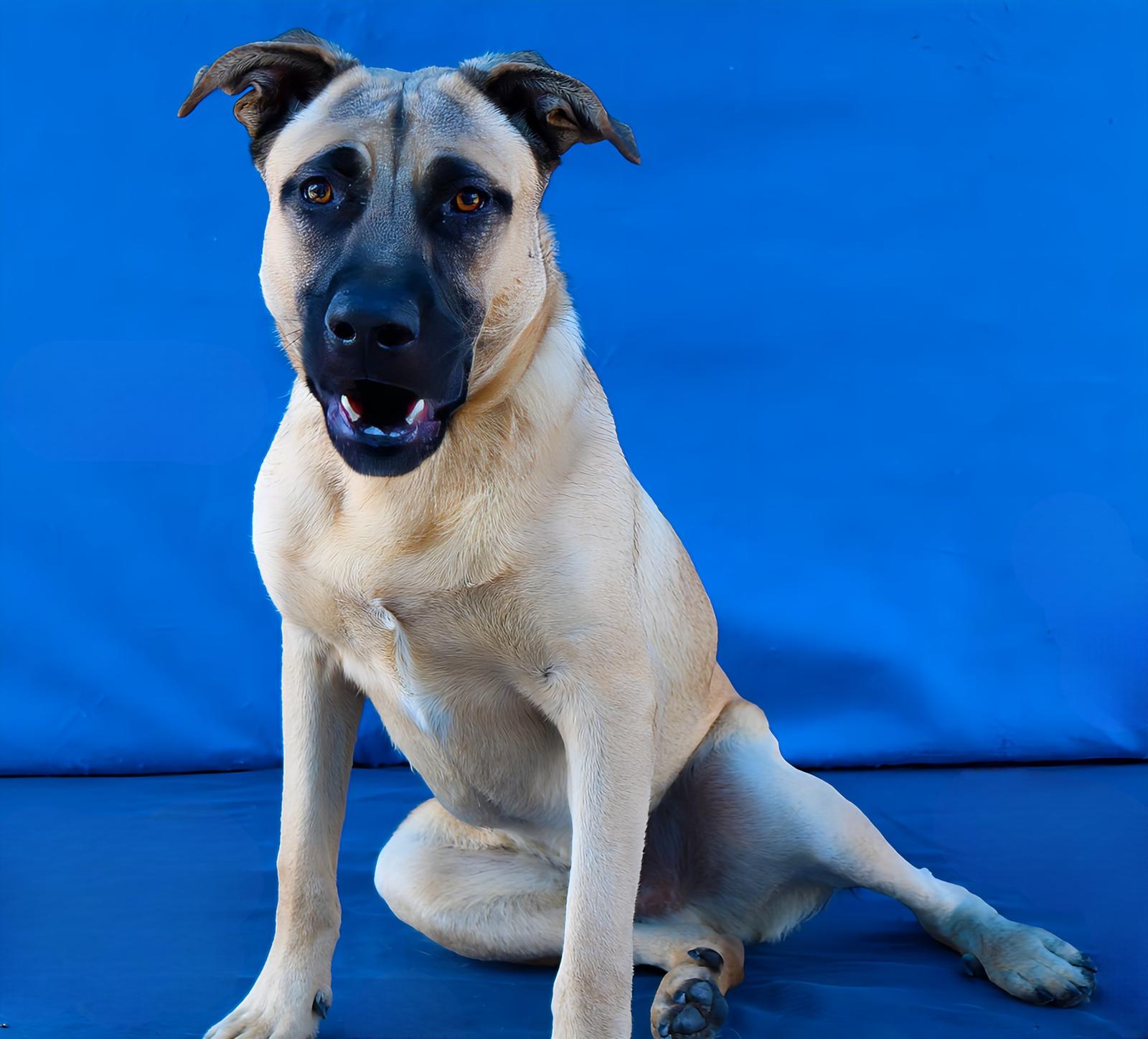 Enlarge ZEUS, a Adoptable Shepherd in Pasadena, CA image 1/2