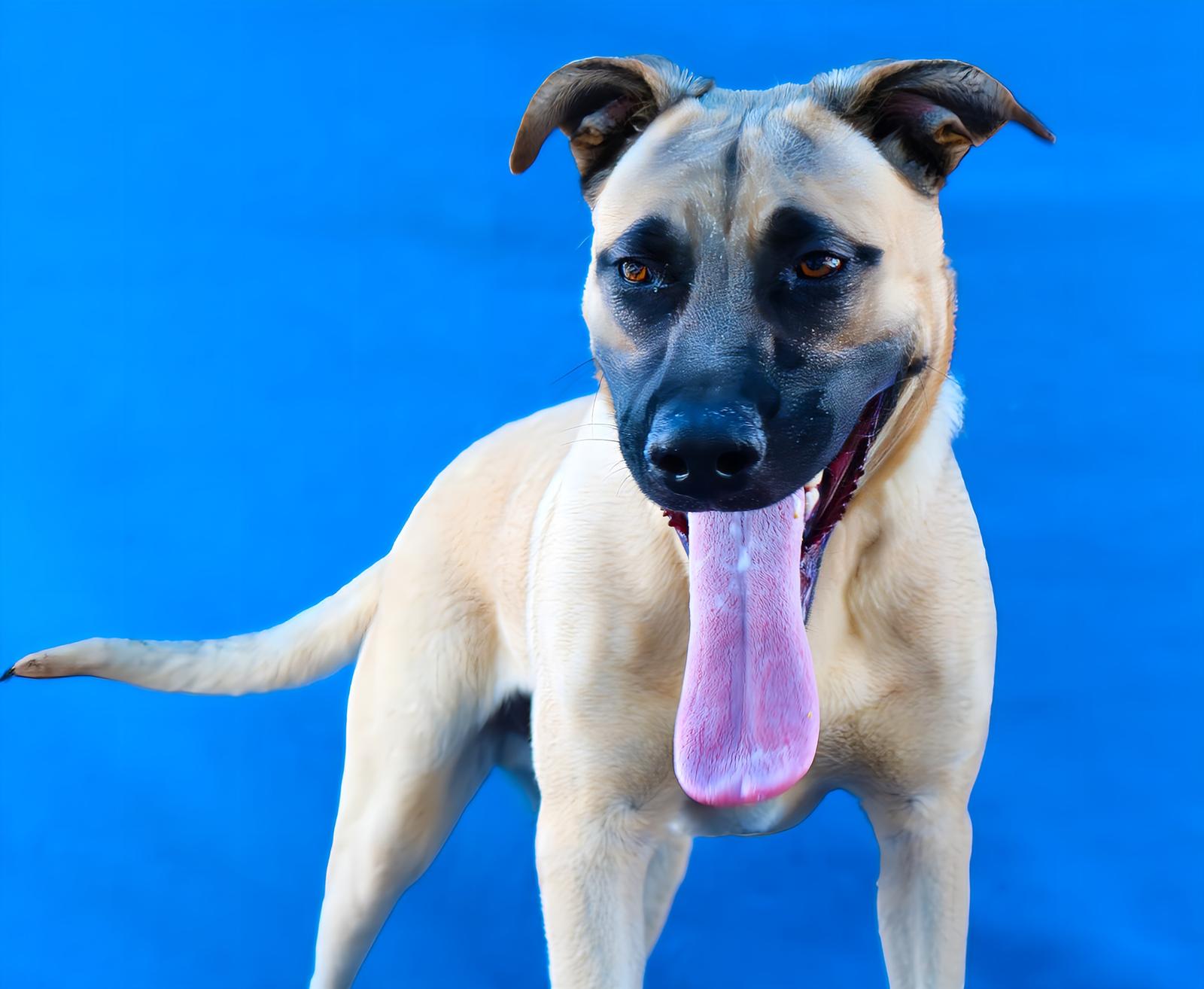 Enlarge ZEUS, a Adoptable Shepherd in Pasadena, CA image 2/2
