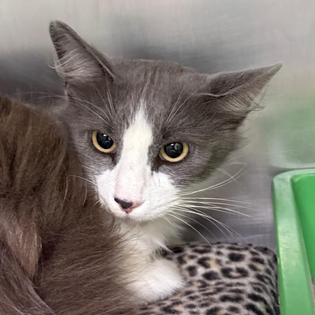 Enlarge Chip, a Adoptable Domestic Medium Hair in Bentonville, AR image 1/2