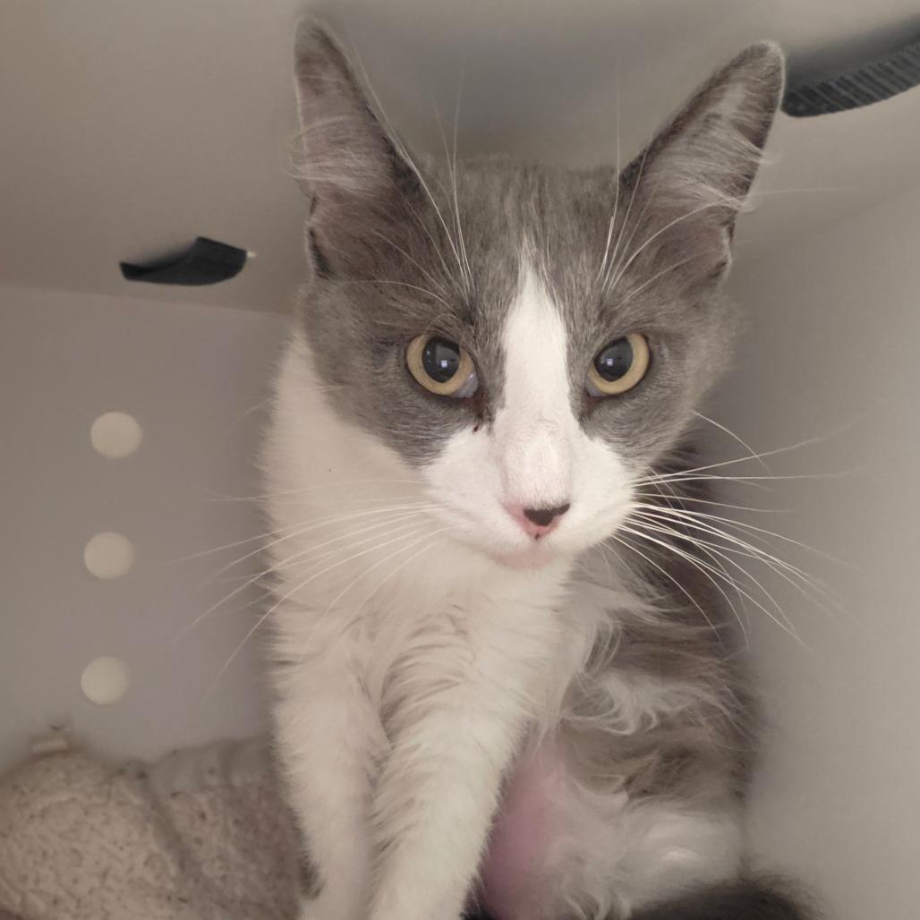 Enlarge Chip, a Adoptable Domestic Medium Hair in Bentonville, AR image 2/2