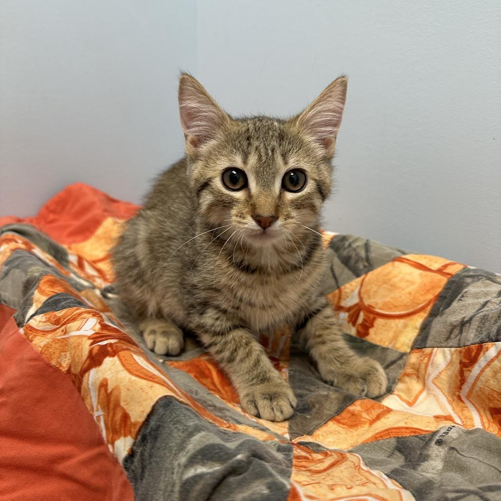Ray Bradbury, Adoptable, Young Male Domestic Short Hair.