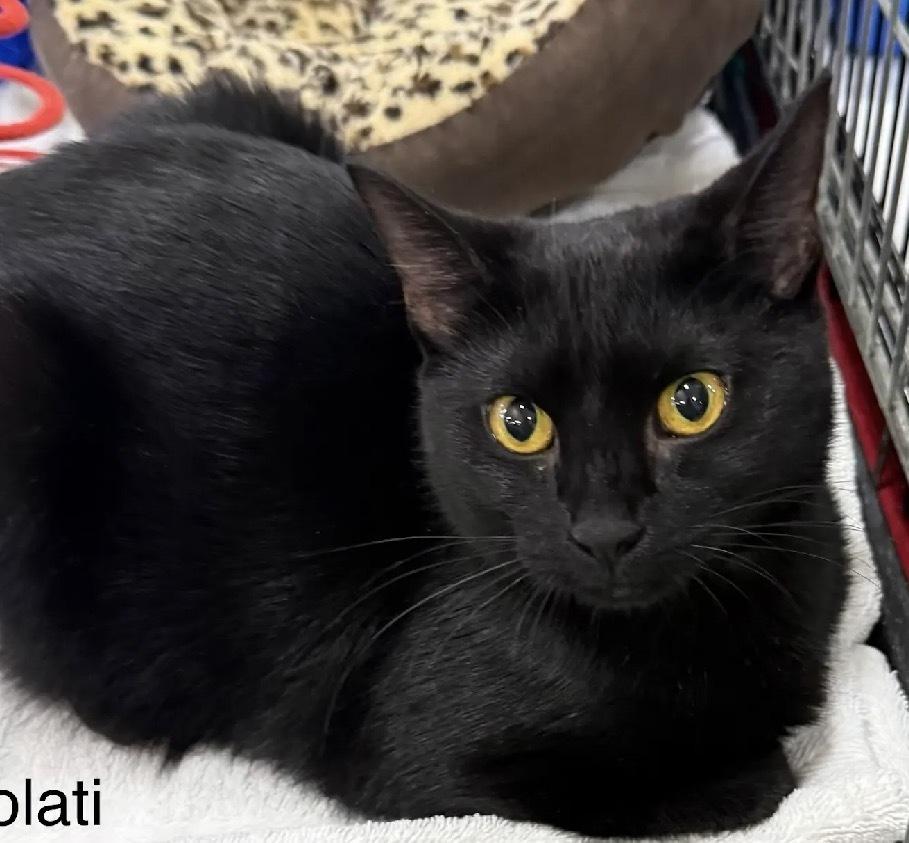 Enlarge Lolati, a Adoptable Domestic Short Hair in Safety Harbor, FL image 1/1