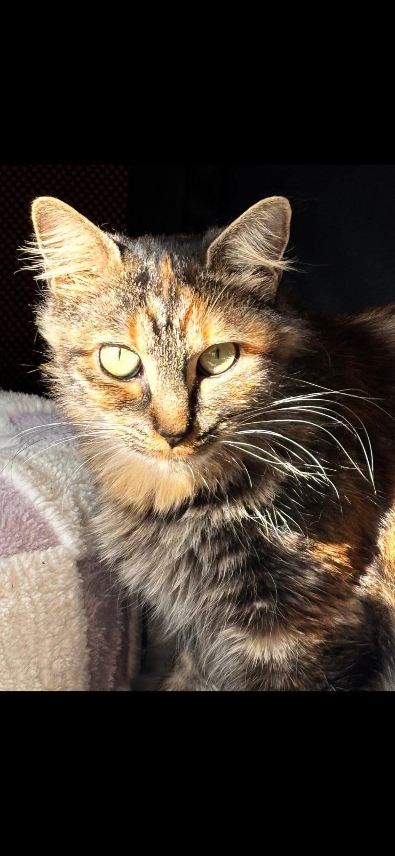 Enlarge Stella, a Adoptable Domestic Medium Hair in Johnstown, NY image 2/5