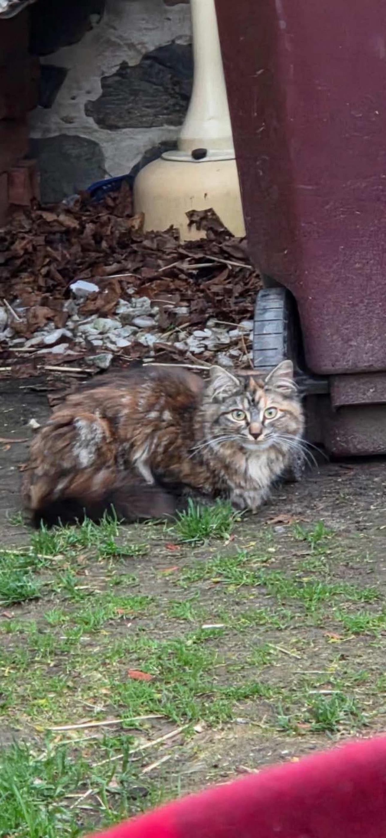 Enlarge Stella, a Adoptable Domestic Medium Hair in Johnstown, NY image 3/5