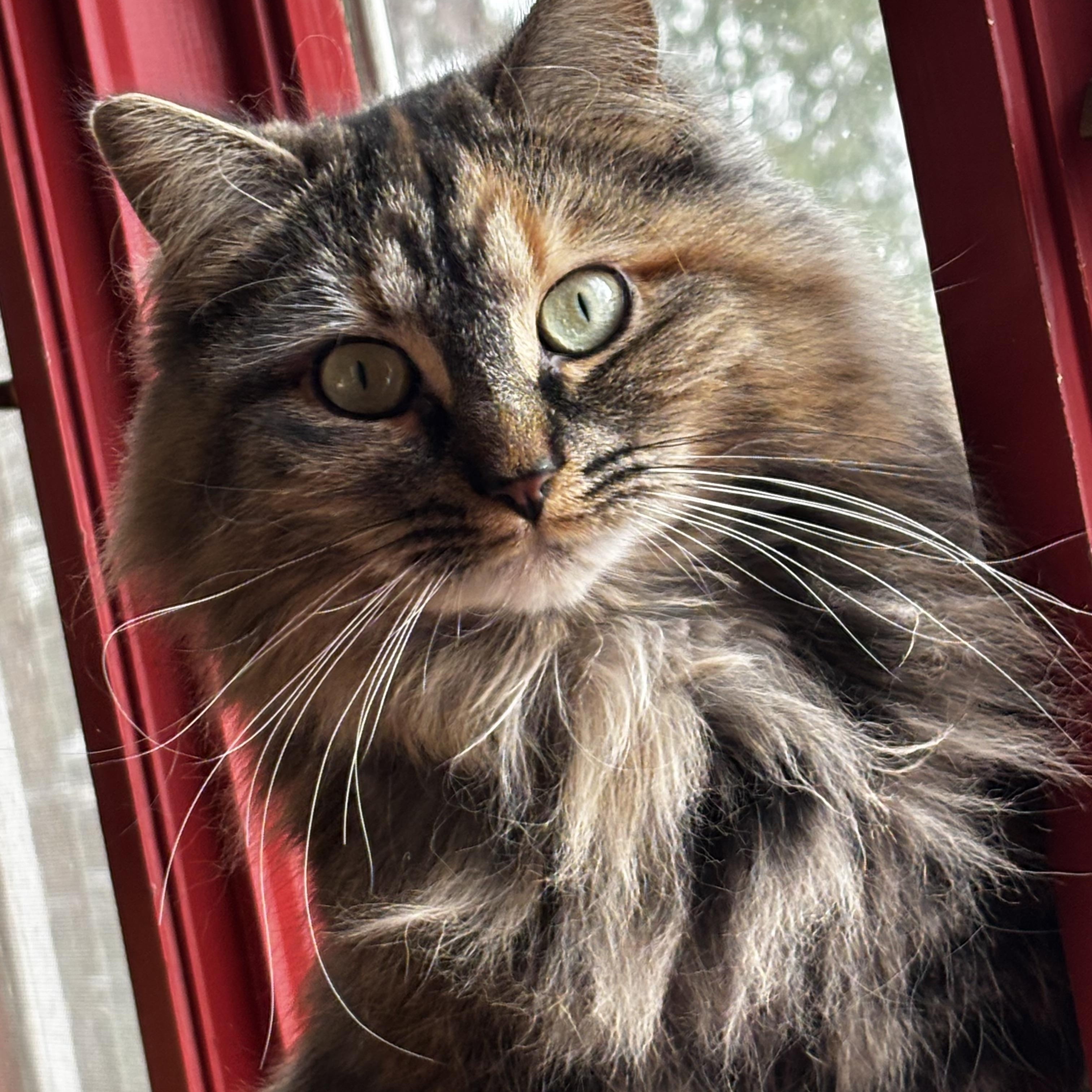 Stella, Adoptable, Young Female Domestic Medium Hair.
