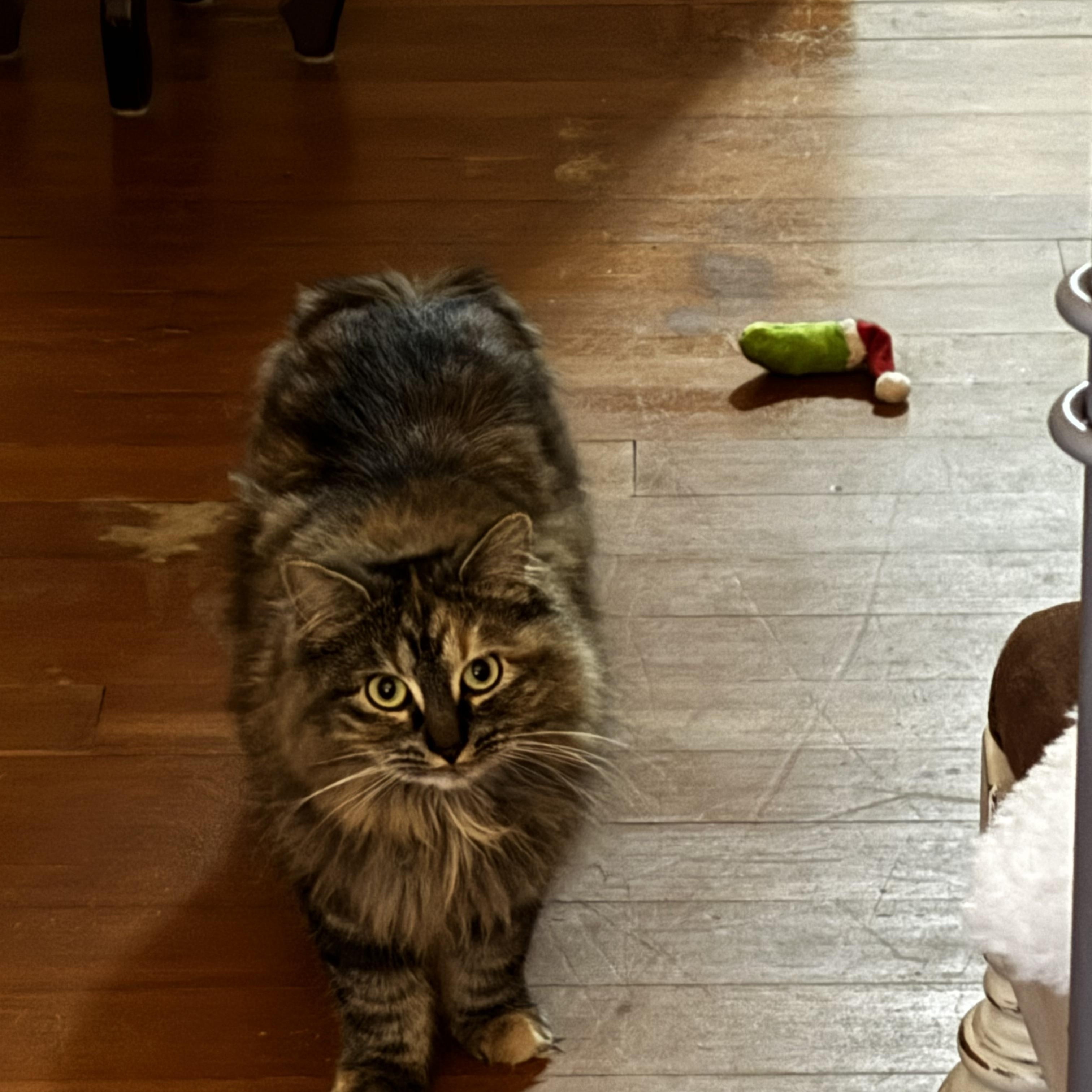 Stella, a Adoptable Domestic Medium Hair in Johnstown, NY image 5/6