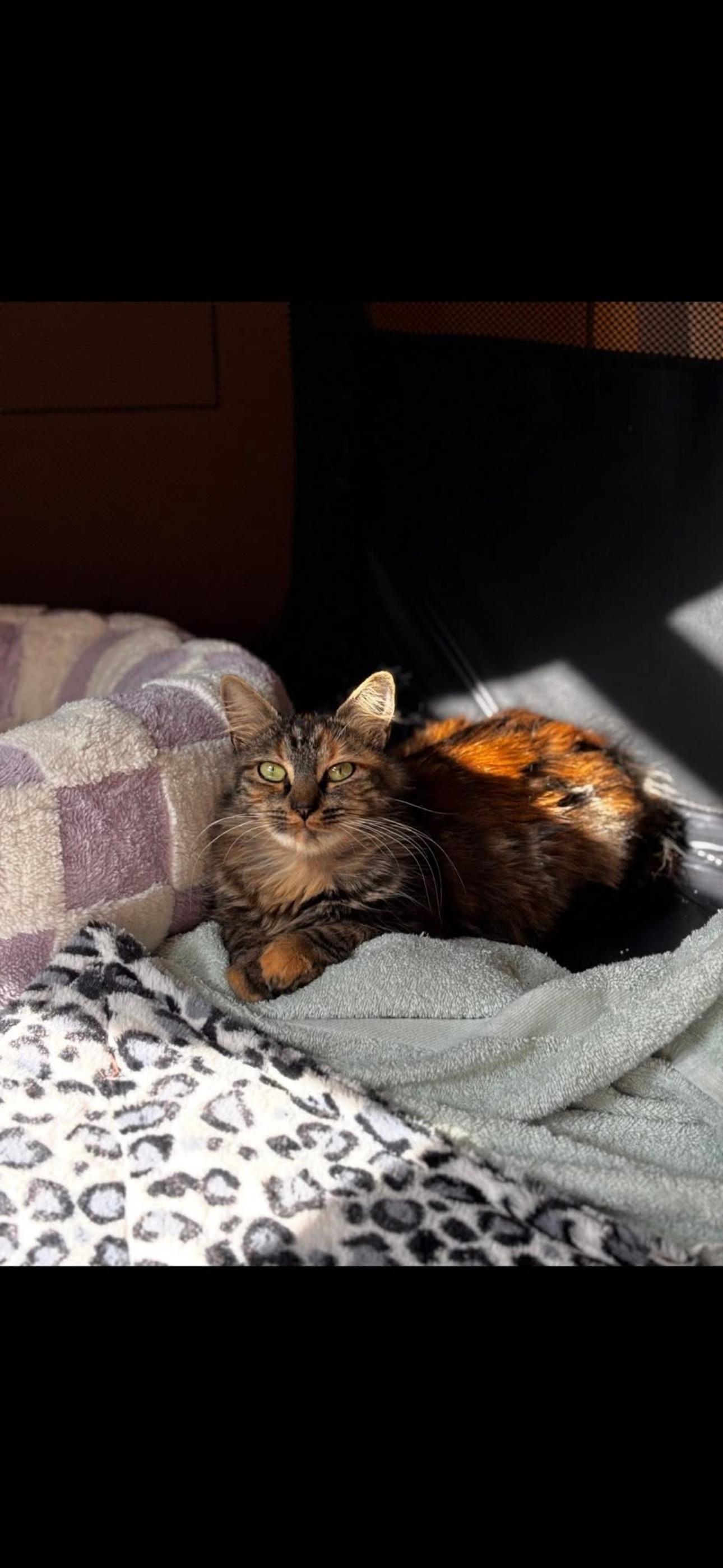 Enlarge Stella, a Adoptable Domestic Medium Hair in Johnstown, NY image 4/5