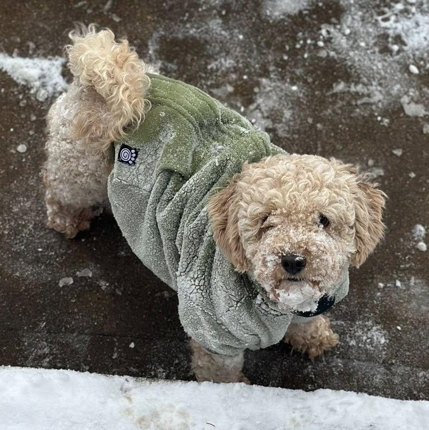 Bessy, a Adoptable Poodle image 1/6