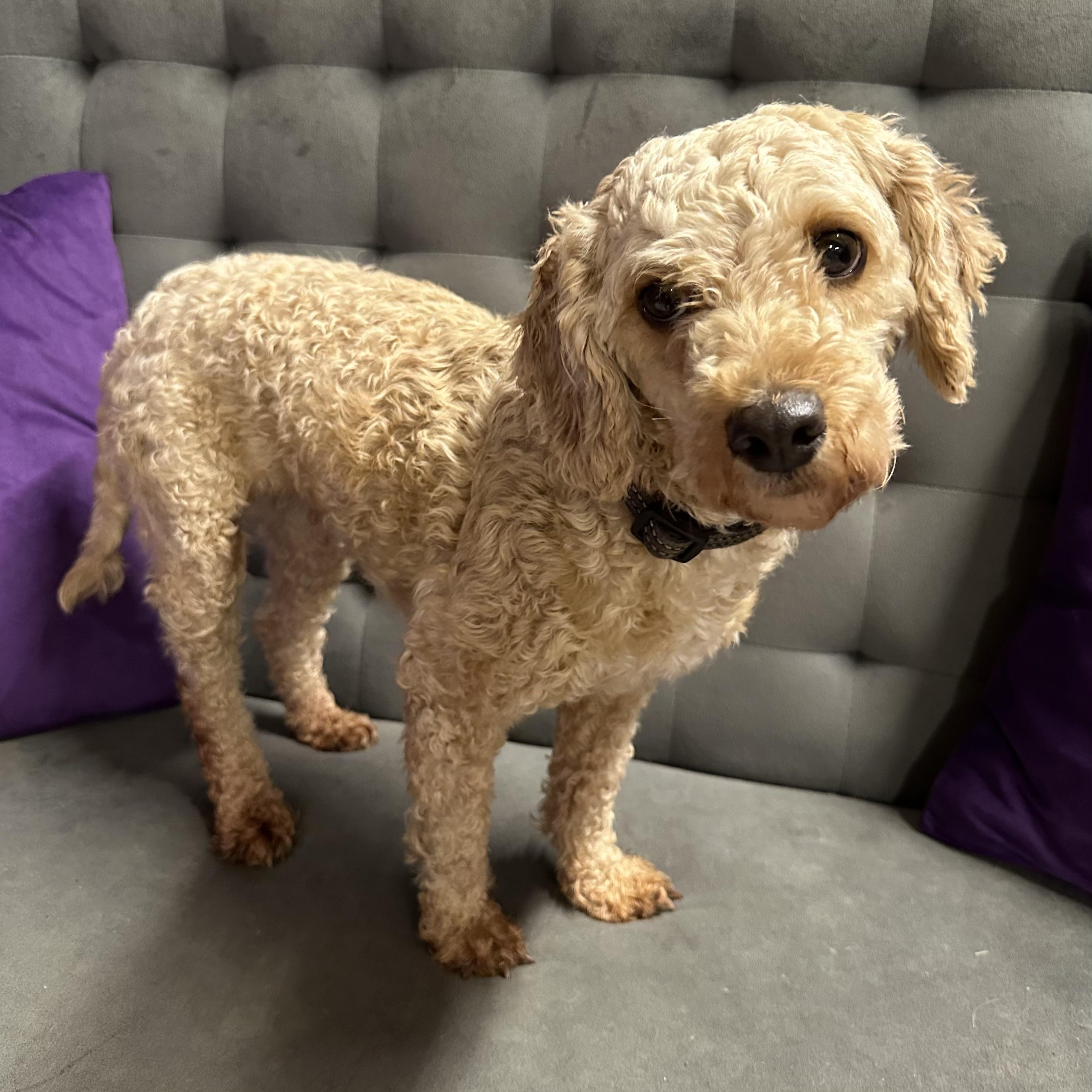 Bessy, a Adoptable Poodle image 3/6