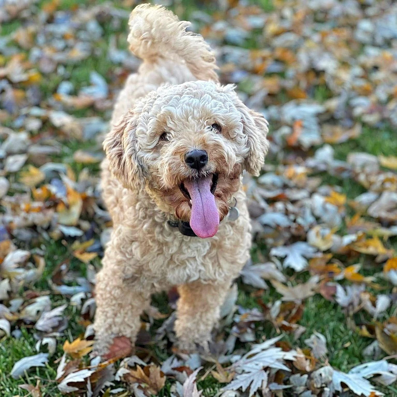 Enlarge Bessy-Adoption Pending, an adopted Poodle in Hartland, WI image 3/6