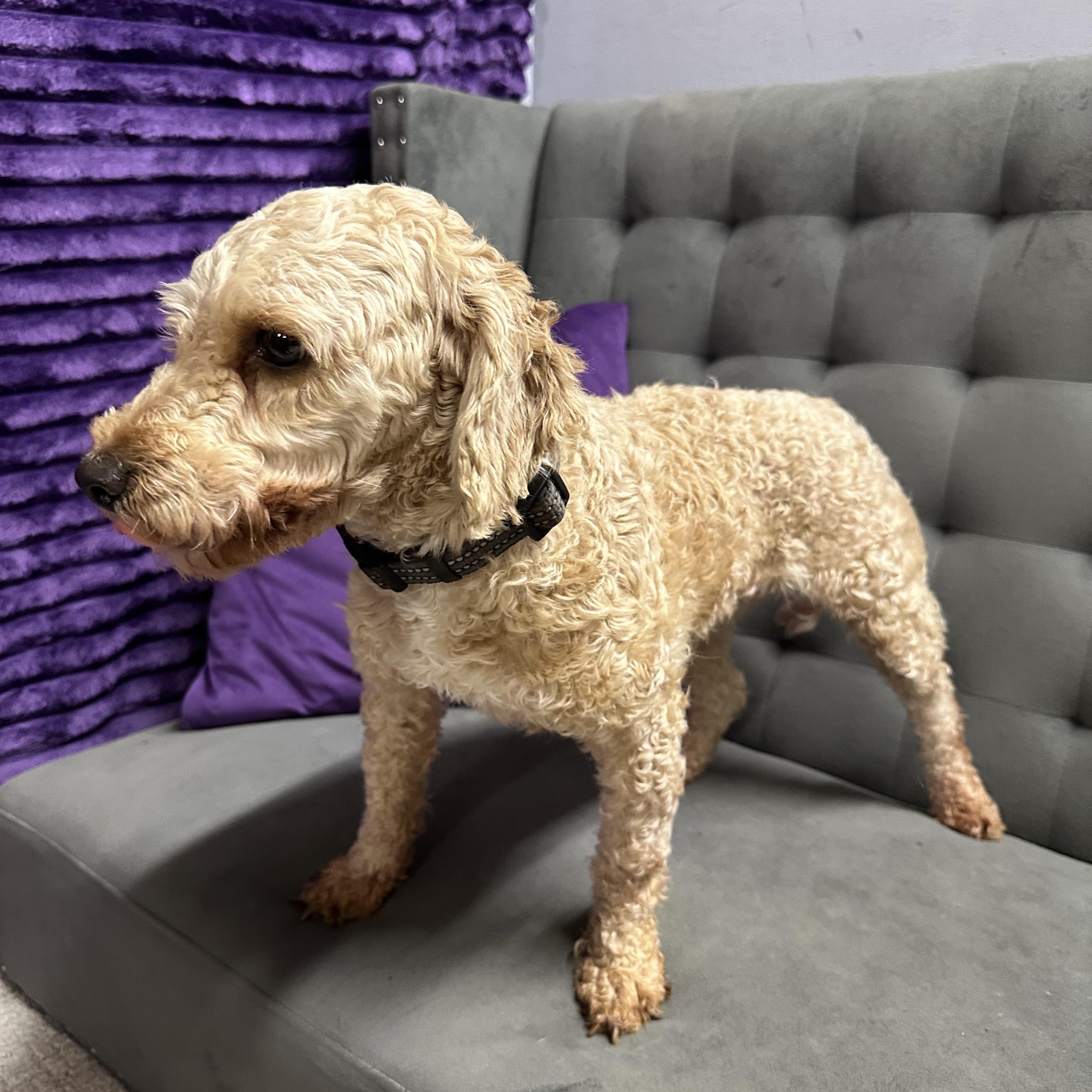 Bessy, a Adoptable Poodle image 6/6