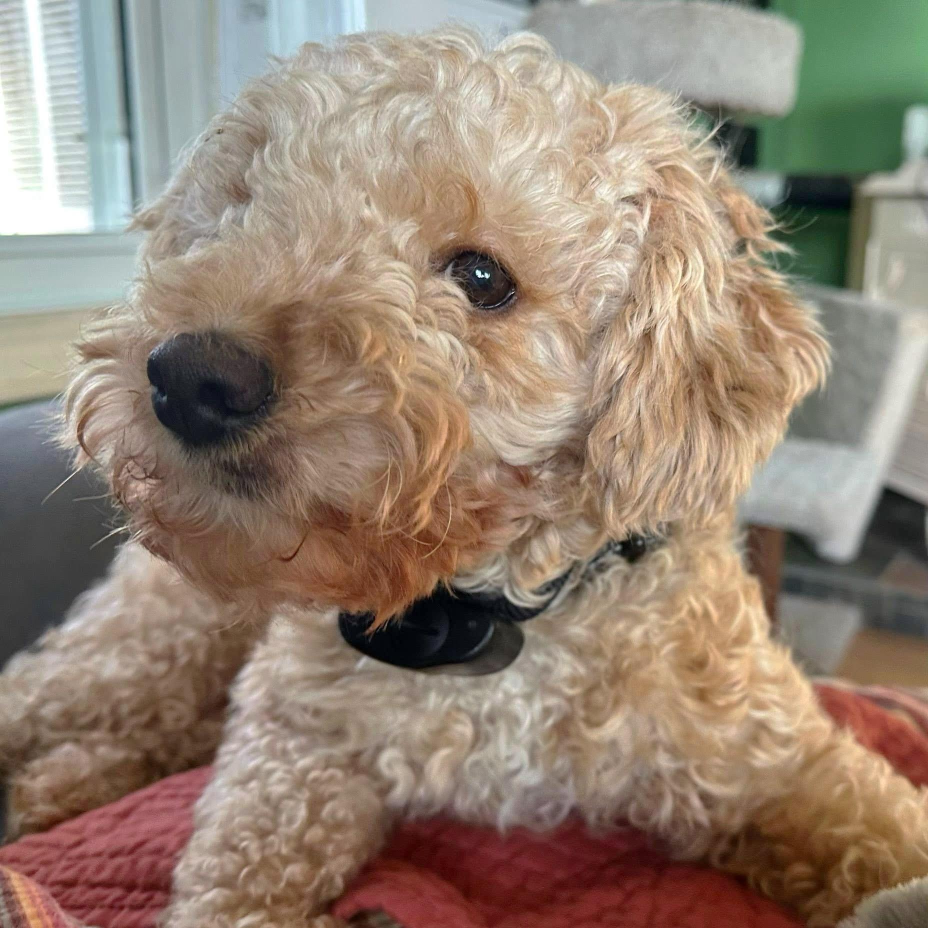 Enlarge Bessy-Adoption Pending, an adopted Poodle in Hartland, WI image 2/6