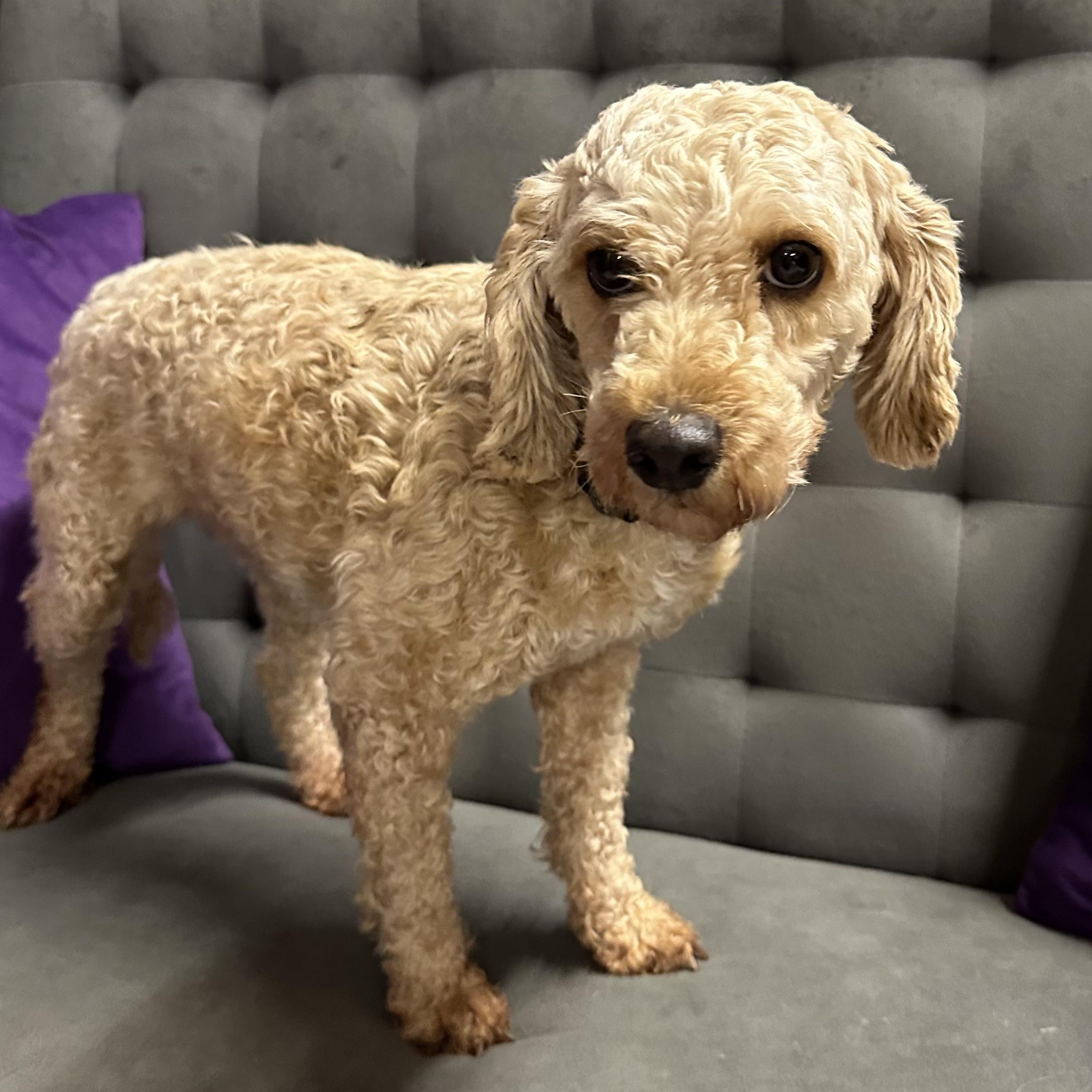 Bessy, a Adoptable Poodle image 4/6