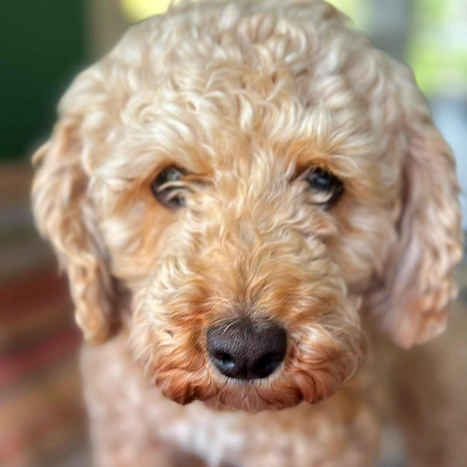 Enlarge Bessy-Adoption Pending, an adopted Poodle in Hartland, WI image 1/6