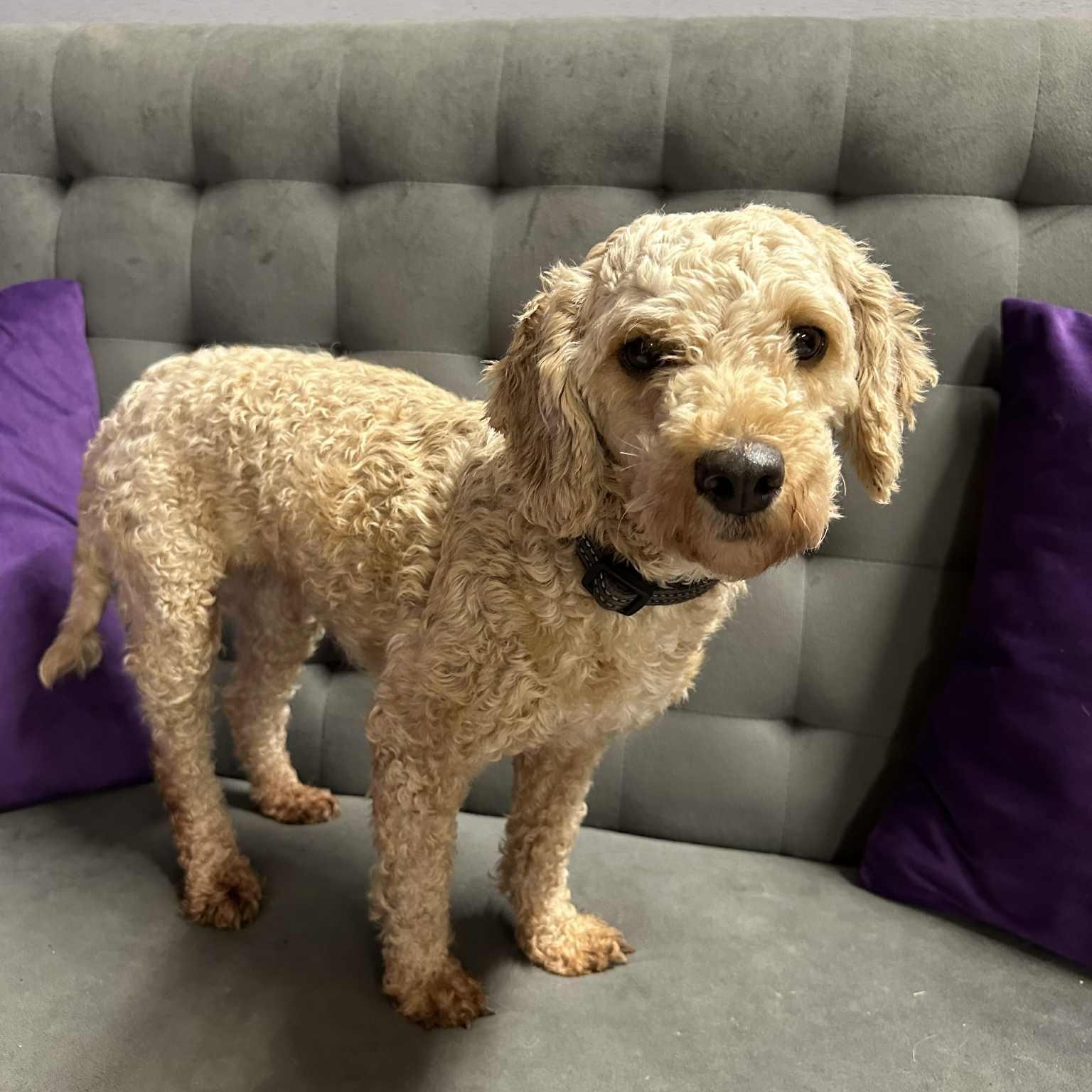 Bessy, a Adoptable Poodle image 5/6