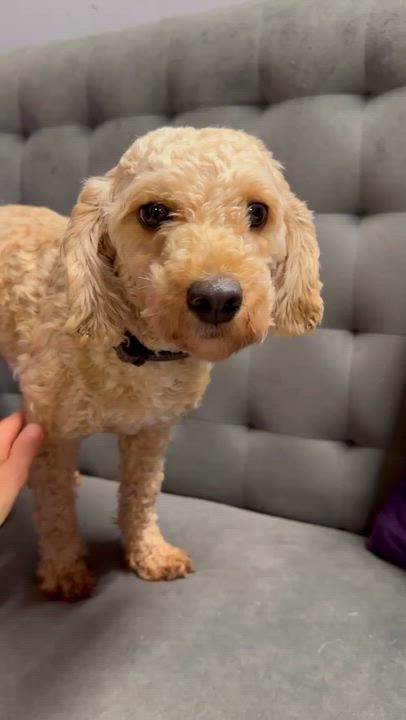 Enlarge Bessy, a Adoptable Poodle video 2/6