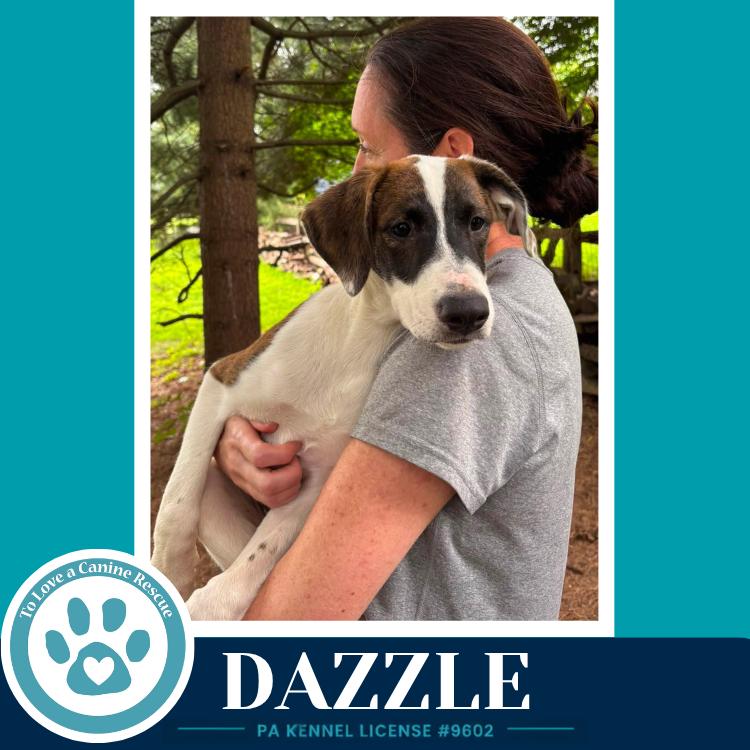 Dazzle (Boujee Babies) 082226, Adoptable, Puppy Female Labrador Retriever & Boxer.