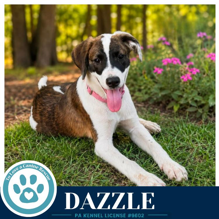 Enlarge Dazzle (Boujee Babies) 082226, a Adoptable mixed breed in Kimberton, PA image 2/2