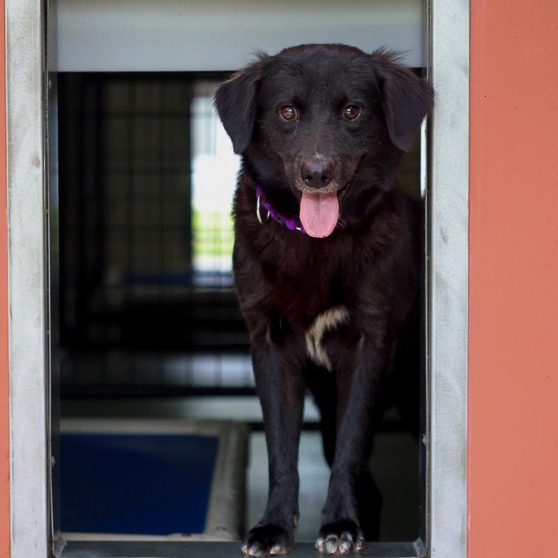 Pitou, Adoptable, Adult Female Flat-Coated Retriever & Mixed Breed.