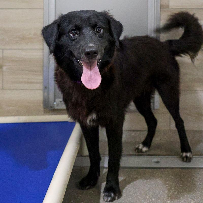 Enlarge Pitou, a Adoptable mixed breed in Bradenton, FL image 2/2