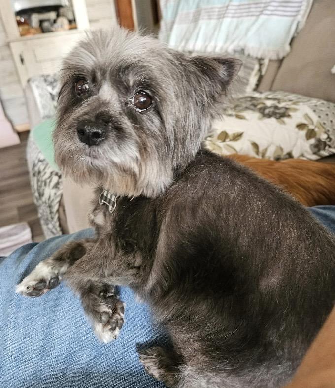 Tiny, a ADOPTABLE mixed breed in Massillon, OH image 5/5