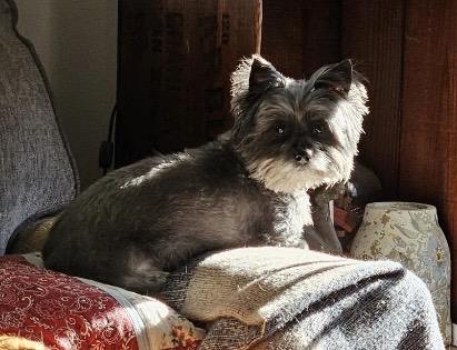 Tiny, a ADOPTABLE mixed breed in Massillon, OH image 2/5