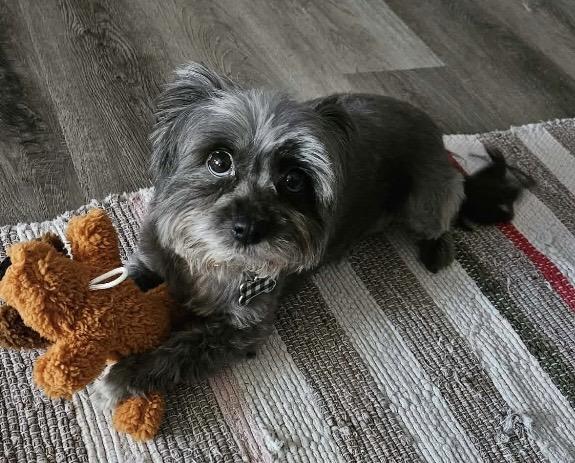 Tiny, a ADOPTABLE mixed breed in Massillon, OH image 1/5