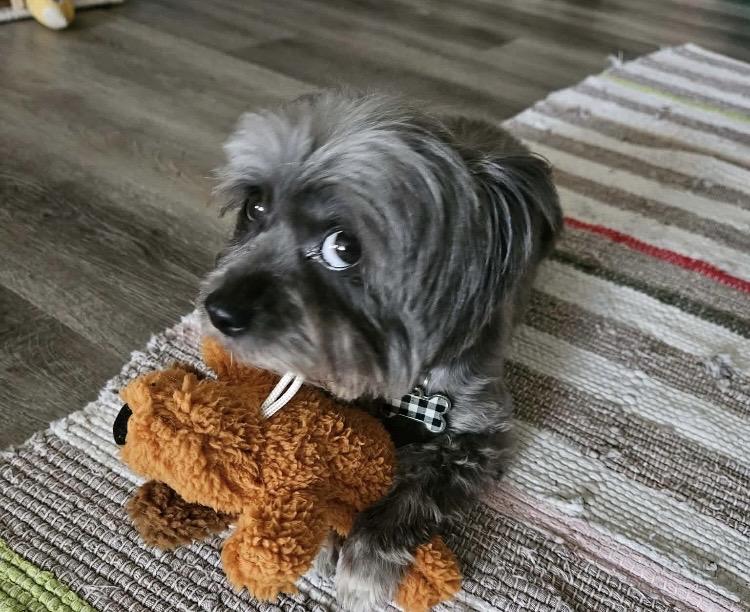 Tiny, a ADOPTABLE mixed breed in Massillon, OH image 3/5