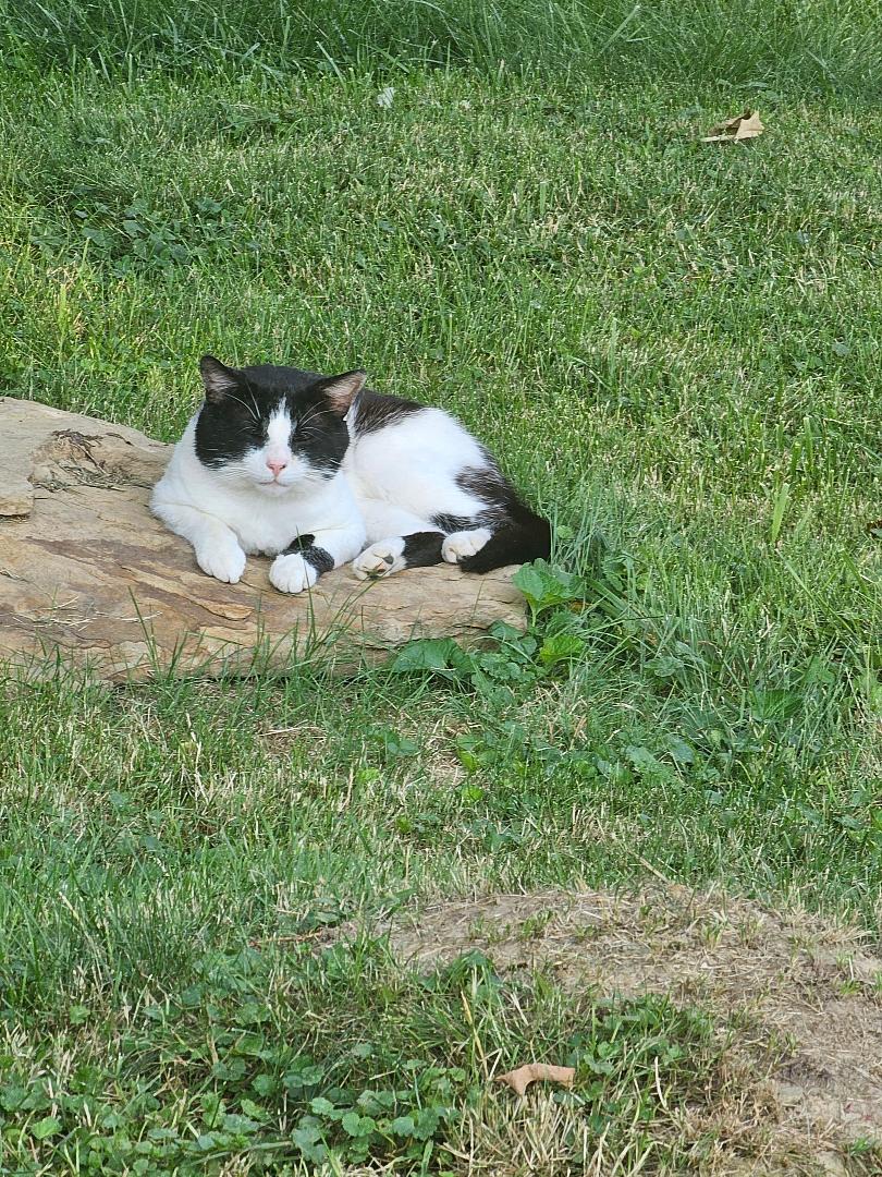 Enlarge PUDGE, a Adoptable Domestic Short Hair in Belle Vernon, PA image 1/2