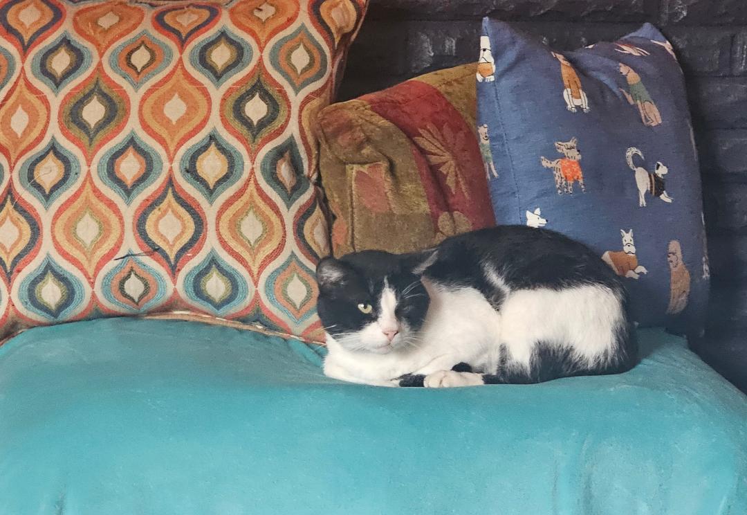 Enlarge PUDGE, a Adoptable Domestic Short Hair in Belle Vernon, PA image 2/2