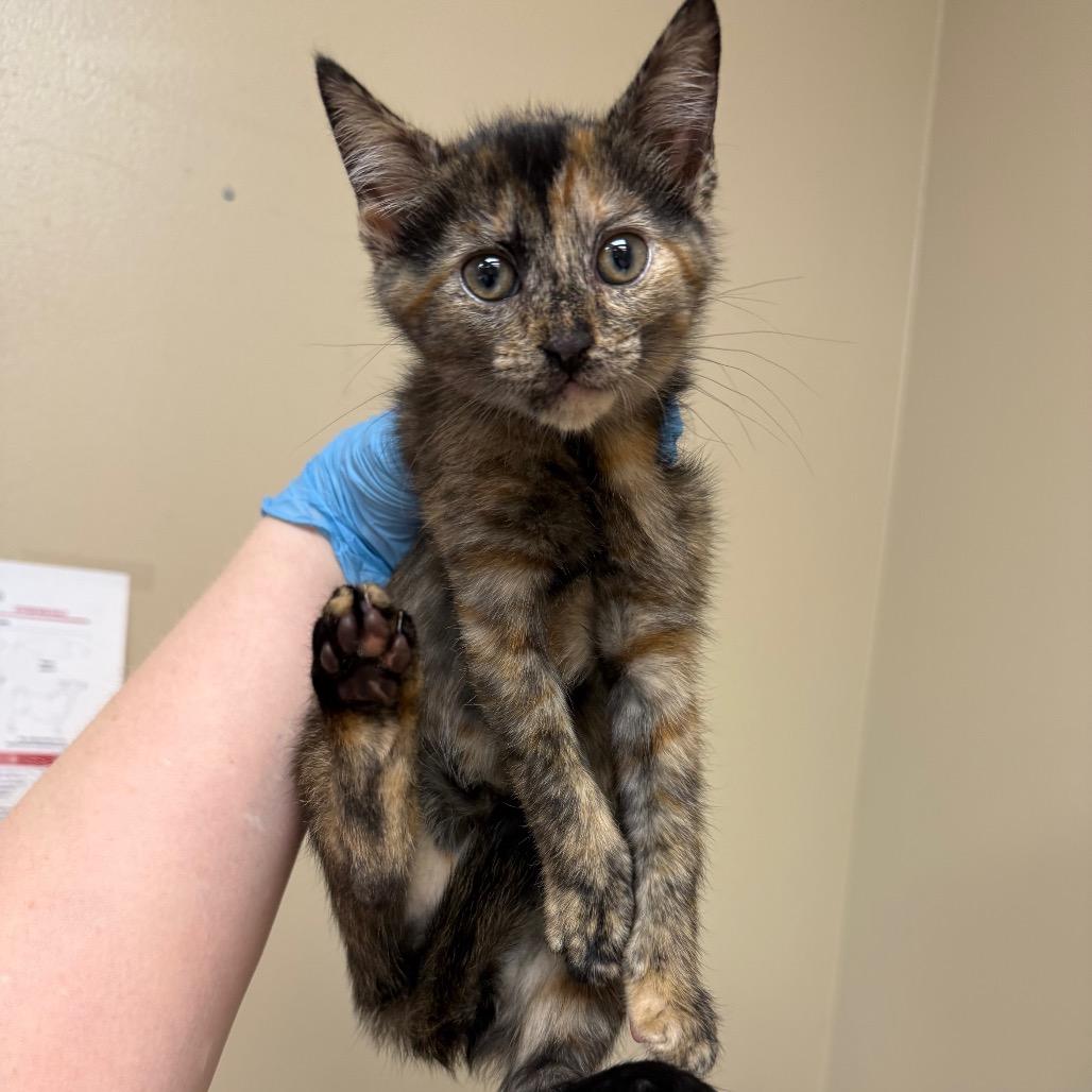 Flopsy, Adoptable, Kitten Female Domestic Short Hair.