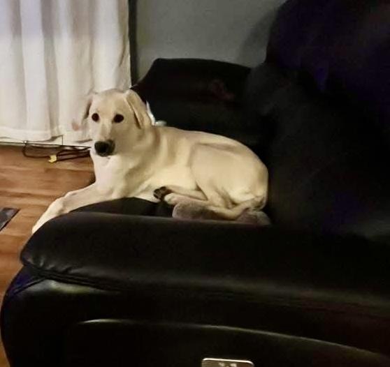 Toby, Adoptable, Puppy Male Labrador Retriever.