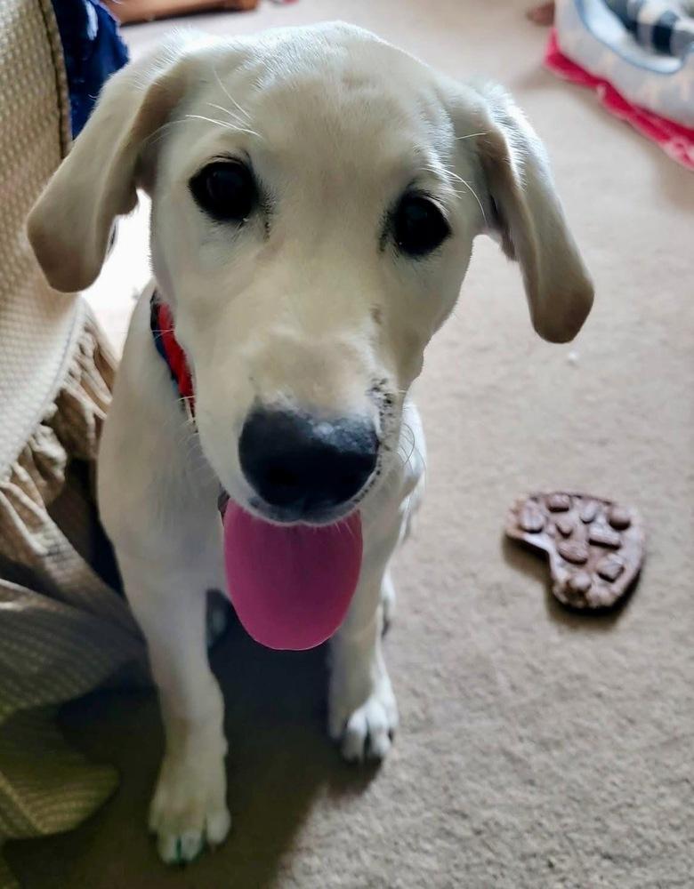 Enlarge Toby, a Adoptable mixed breed in Windsor Locks, CT image 2/5