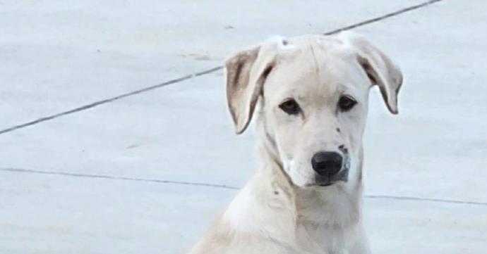 Enlarge Toby, a Adoptable mixed breed in Windsor Locks, CT image 4/5