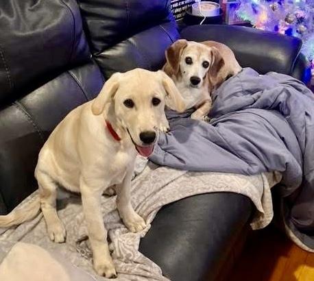 Enlarge Toby, a Adoptable mixed breed in Windsor Locks, CT image 5/5