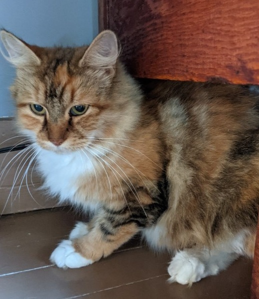 Amber - SOCIALIZATION FOSTER NEEDED!, Adult Female unknown