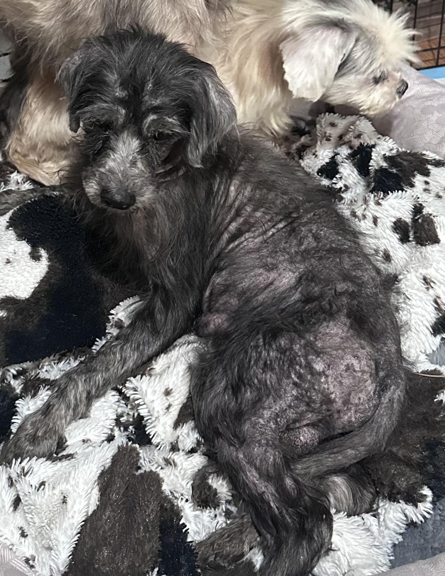 Jethro, Adoptable, Senior Male Mixed Breed.