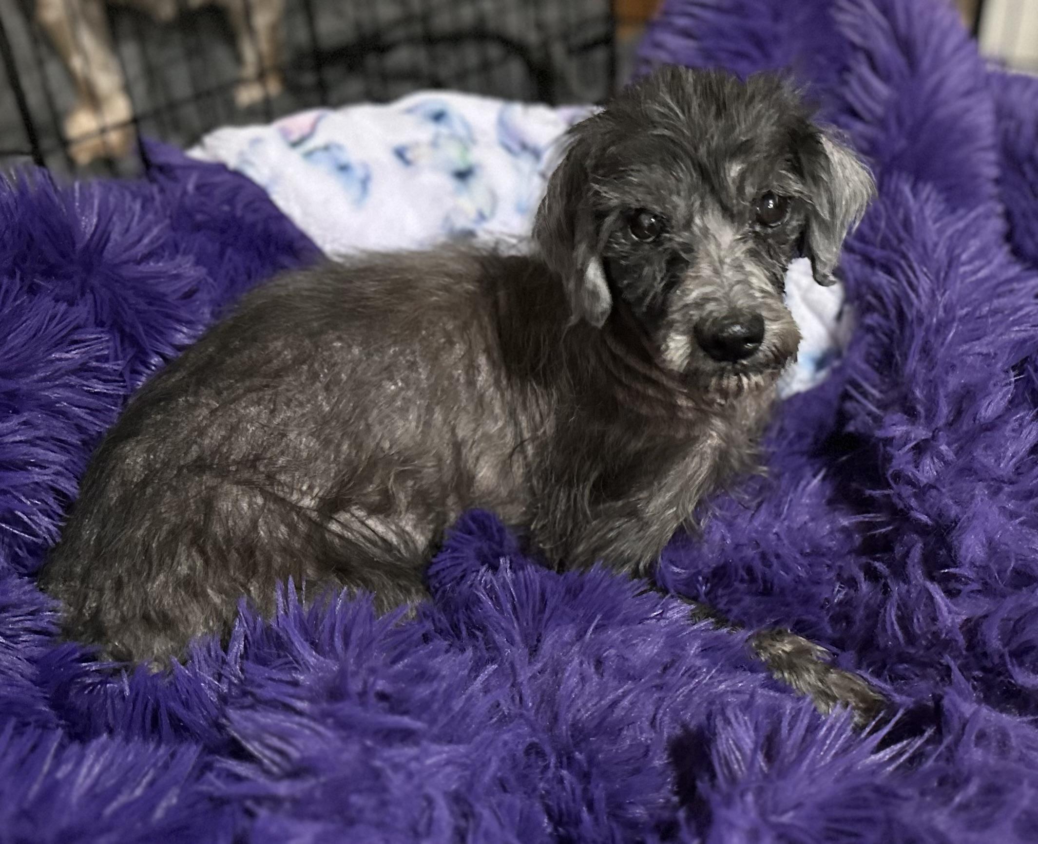 Jethro, a Adoptable Mixed Breed in Windsor, CO image 2/5