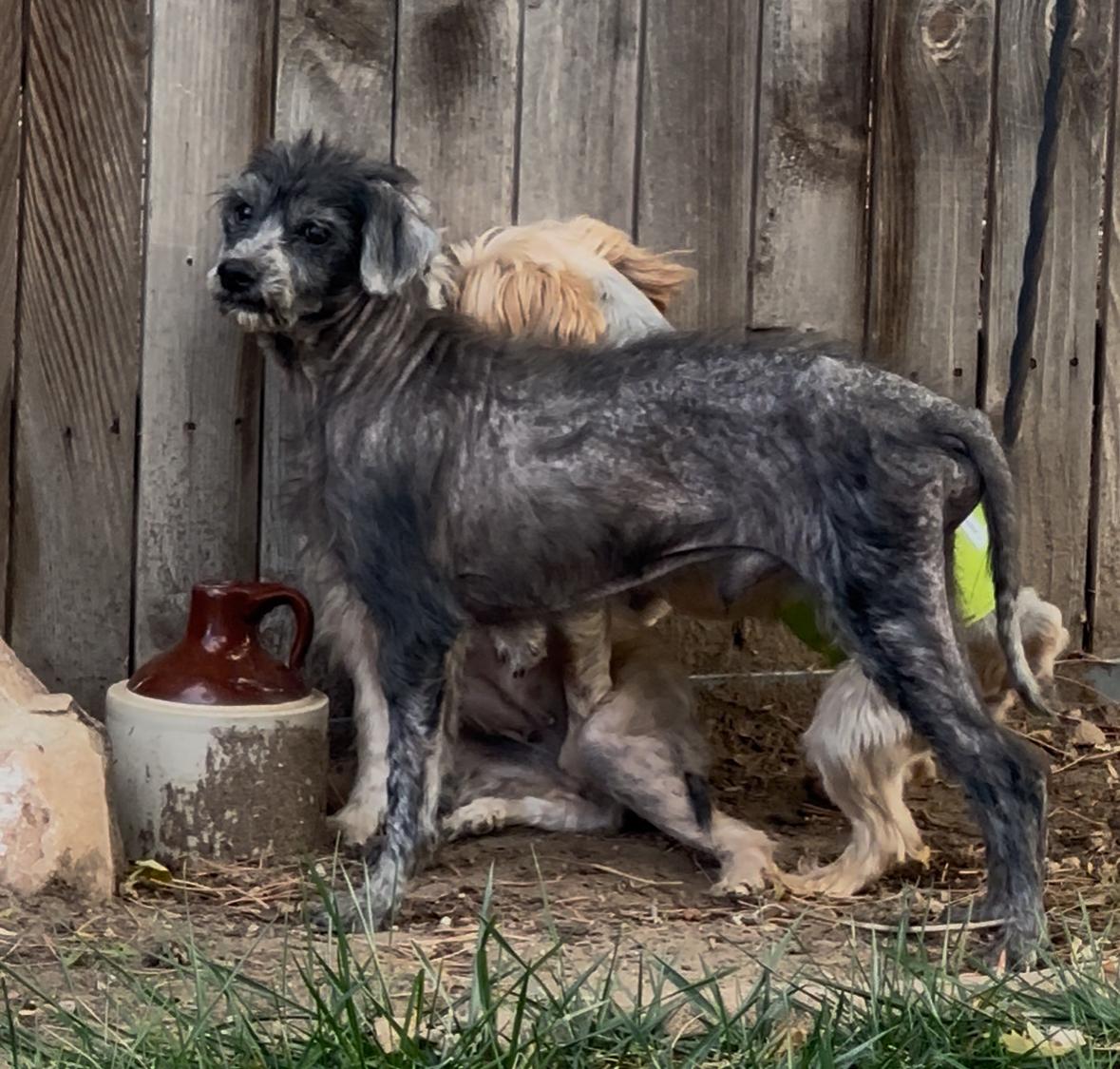 Jethro, a Adoptable Mixed Breed in Windsor, CO image 3/5