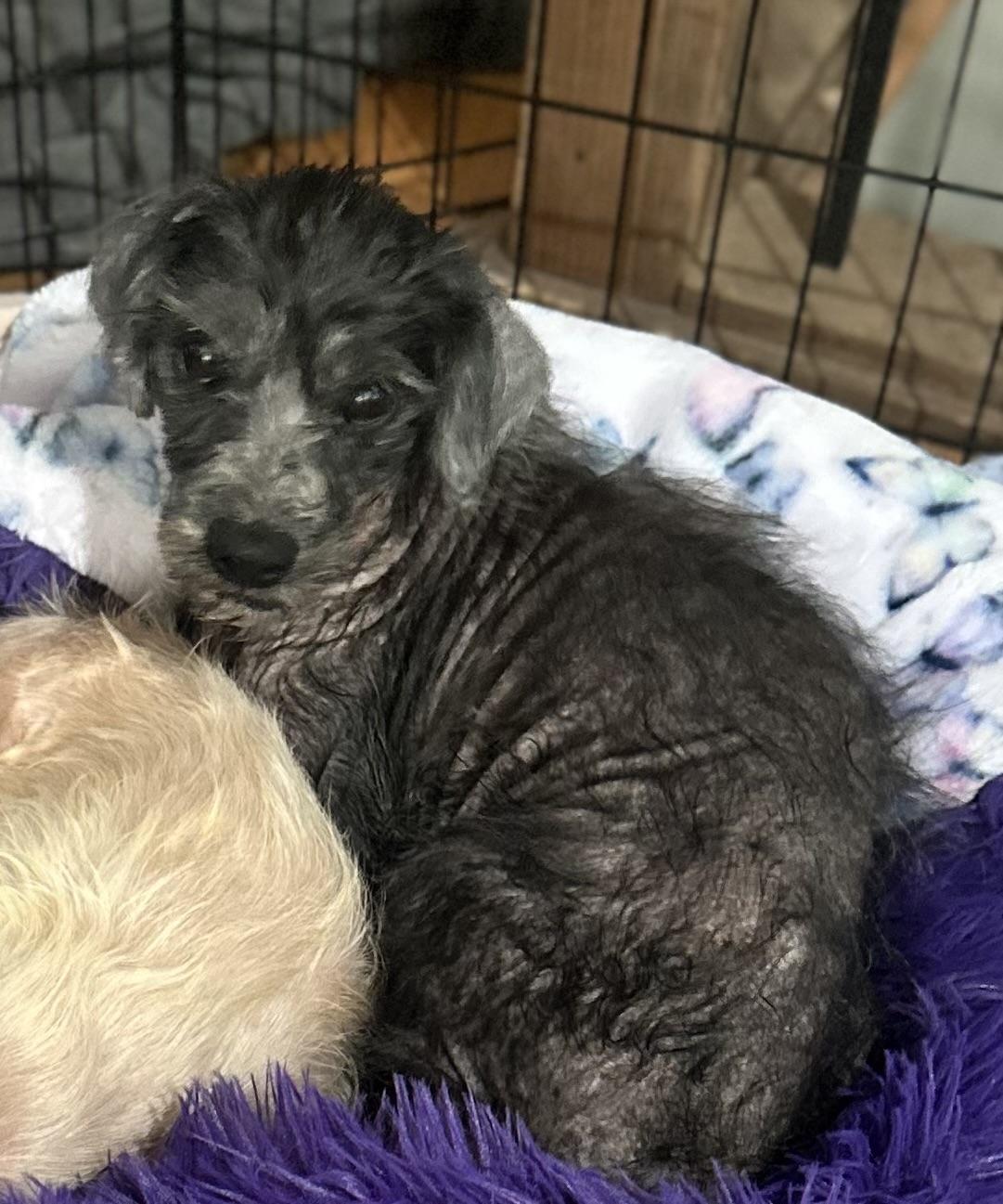 Jethro, a Adoptable Mixed Breed in Windsor, CO image 4/5
