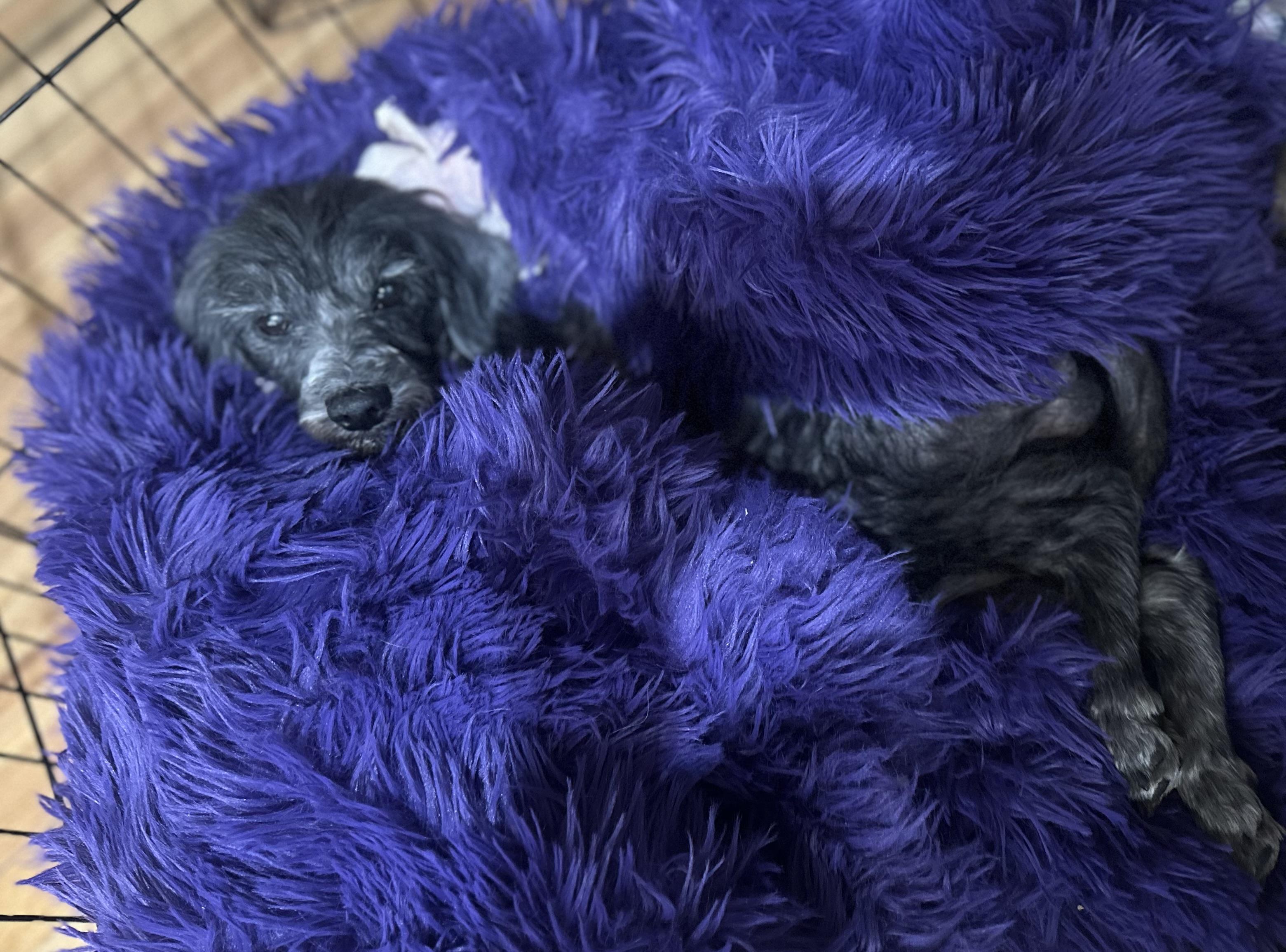 Jethro, a Adoptable Mixed Breed in Windsor, CO image 5/5