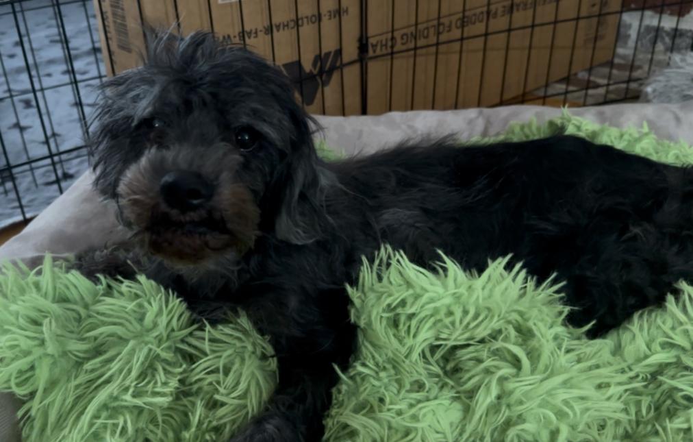 Enlarge Jethro, a Adoptable Mixed Breed in Windsor, CO image 6/6