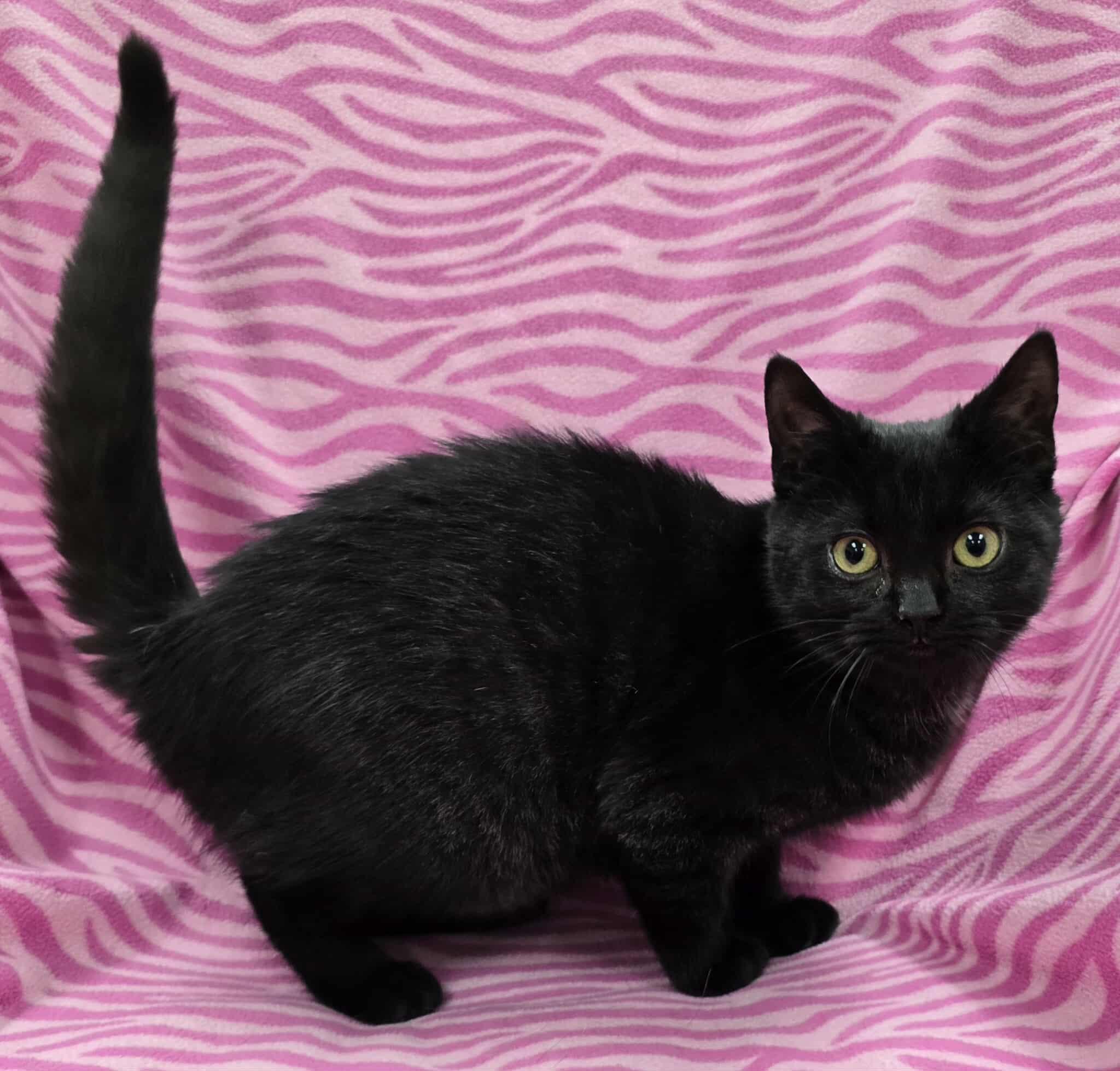 Enlarge Blackie, an adoptable mixed breed in Frankfort, IN image 4/4