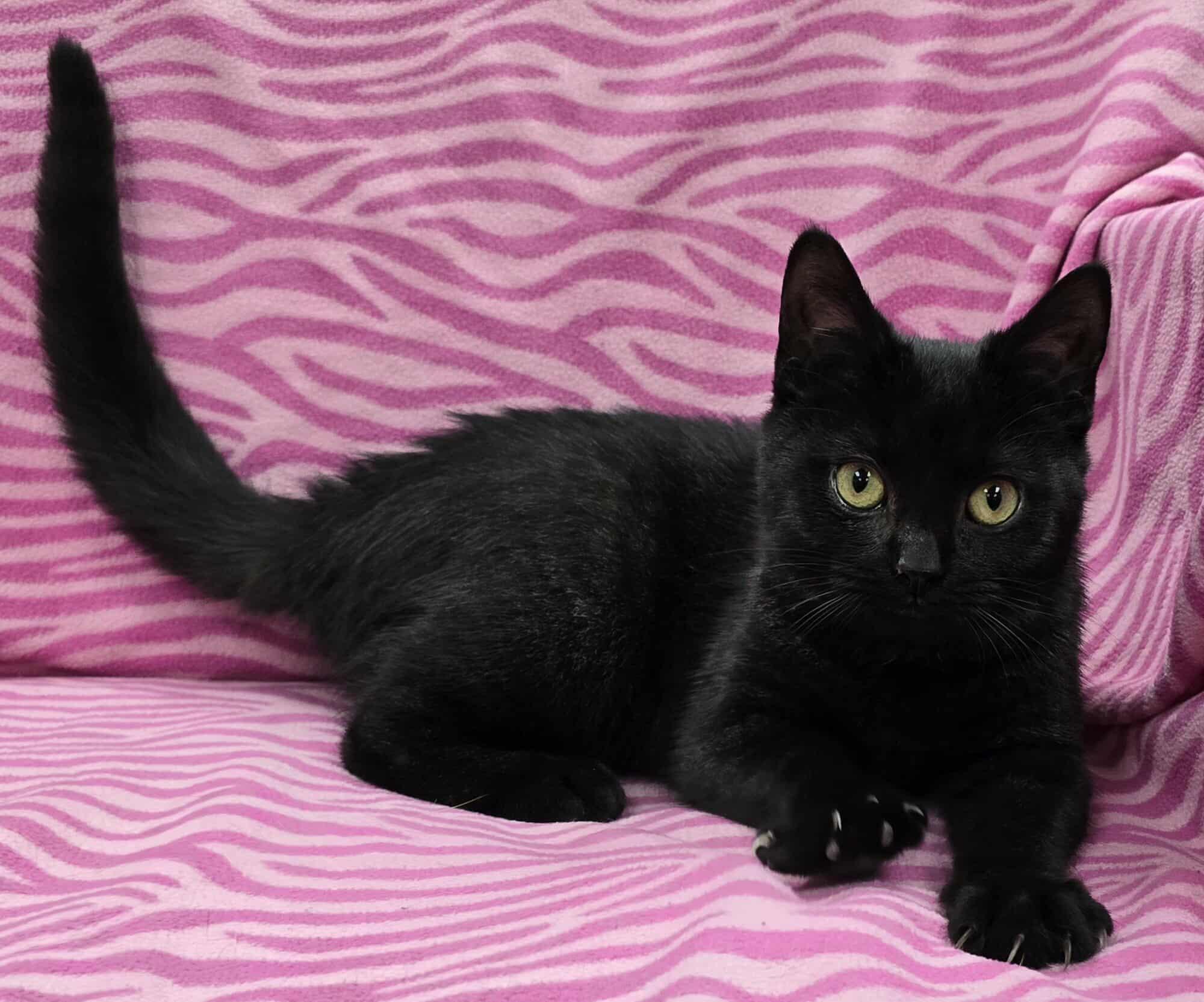 Enlarge Blackie, an adoptable mixed breed in Frankfort, IN image 2/4