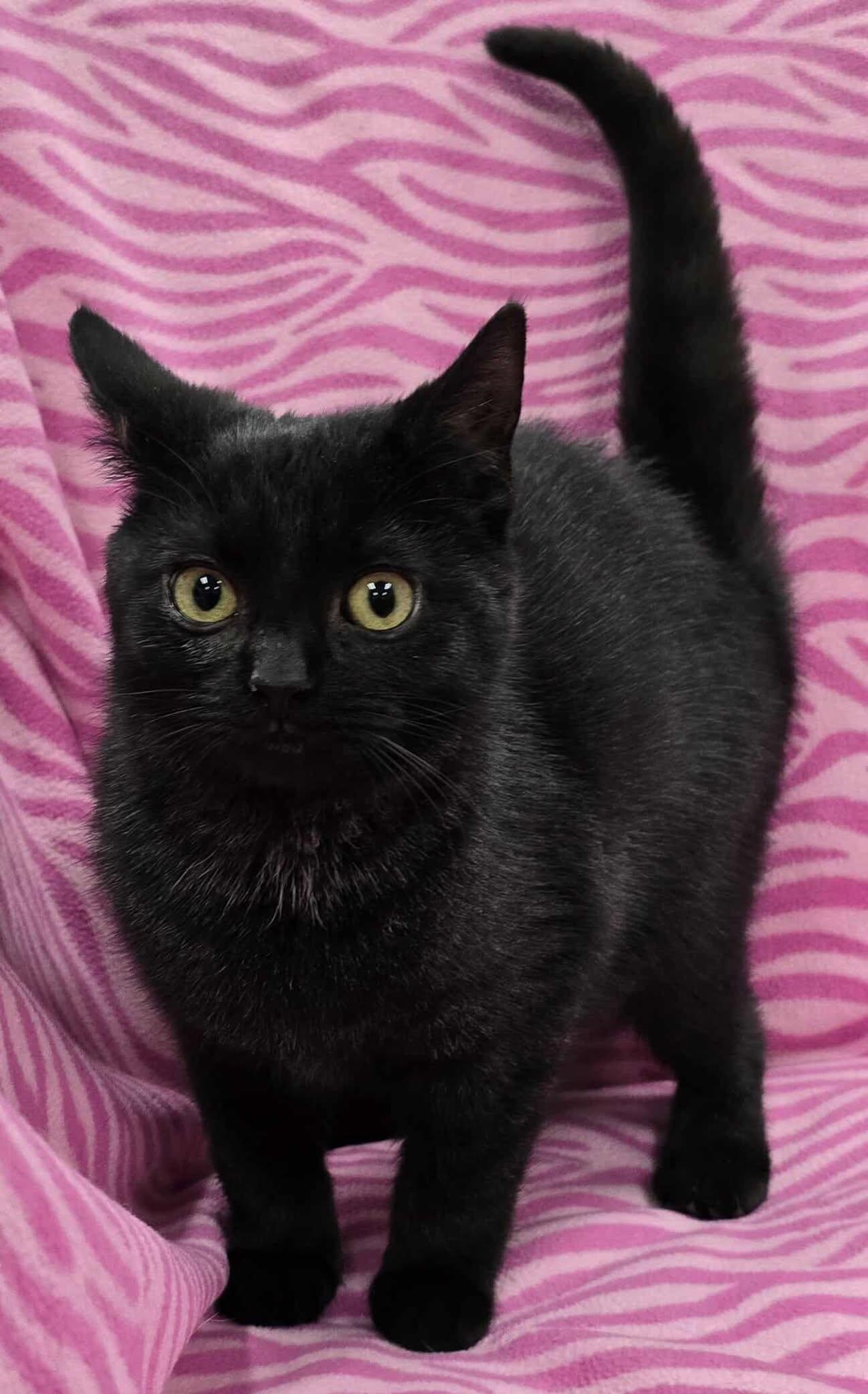 Enlarge Blackie, an adoptable mixed breed in Frankfort, IN image 3/4