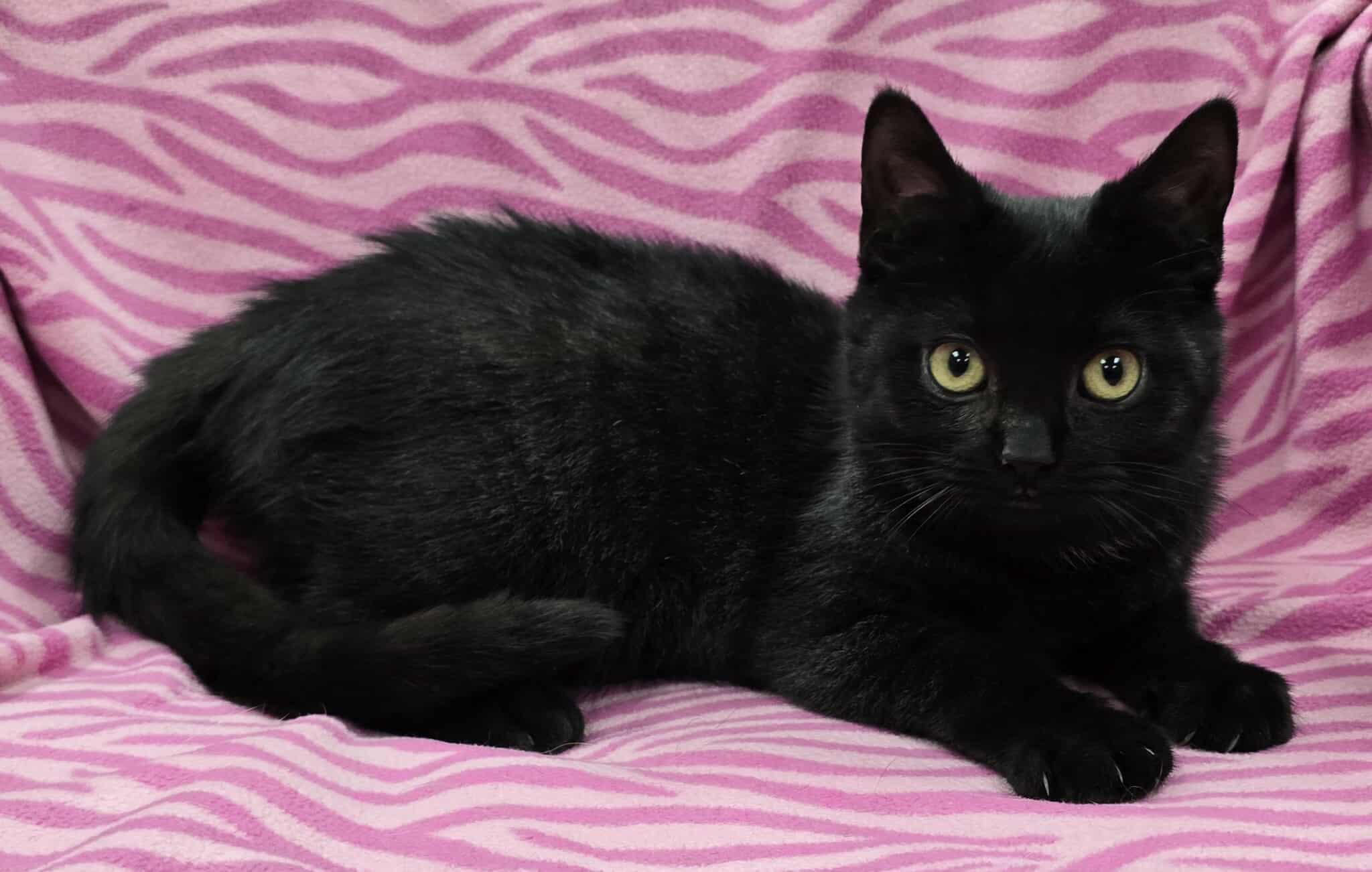 Blackie, adoptable, Young Female Domestic Short Hair & American Shorthair.